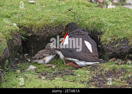 Oystercatcher - ceci da cricoHaematopus ostralegus Shetland Mainland, UK BI011001 Foto Stock