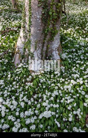 Closeup di aglio selvatico intorno alla base di un albero nel bosco del Cotswolds vicino a Stroud, Gloucestershire, UK Foto Stock