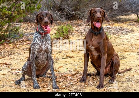 Due puntatori tedeschi Shorthaved seduti all'aperto, Australia Foto Stock