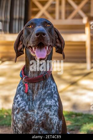 Ritratto di un cane tedesco Shorthaered Pointer seduto nel giardino Foto Stock