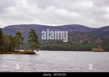 Alberi di pino sulla riva del Loch an Eilein nella foresta di Rothiemurchus nel Cairngorms National Park, Scozia Foto Stock