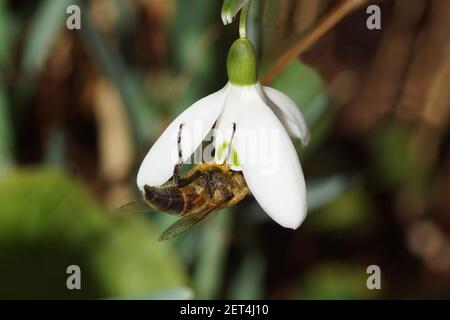 La comune mosca di droni Eristalis tenax, la famiglia di scirofidi su un fiore di snowdrop o snowdrop comune (Galanthus nivalis). Giardino olandese. Fine inverno, febbraio Foto Stock