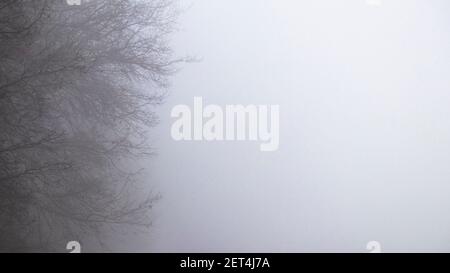 Astrazione naturale in natura. Mistica mattina nebbia. Rami di una vecchia quercia in una forte nebbia bianca lattiginosa. Sfondo mistico naturale. Foto Stock