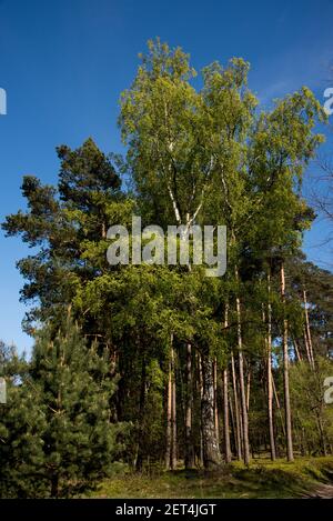 La foresta di pino scozzese è molto comune come forets commerciali nella Germania nordorientale. Foto Stock