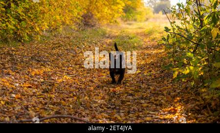 Piccolo bel cane nero cammina nella foresta d'autunno e guarda nella macchina fotografica. Bulldog francese mescolato con Yorkshire Terrier. Foto Stock