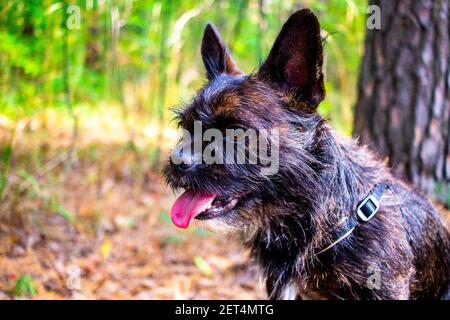 Ritratto di un piccolo cane nero sullo sfondo della foresta d'autunno. Una croce tra un Bulldog francese e un Terrier dello Yorkshire. Foto Stock