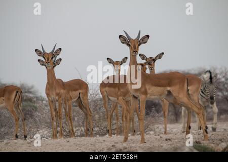 un gregge di impala che beve e si trova in piedi in un buco d'acqua Nel parco nazionale di Etosha in Namibia Foto Stock