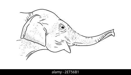 Profilo della testa dell'elefante isolato su sfondo bianco. Elefante asiatico inciso. Illustrazione vettoriale dello schizzo Illustrazione Vettoriale