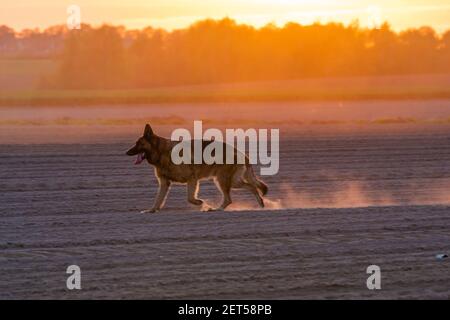 Il cane del pastore tedesco che corre attraverso il campo al tramonto Foto Stock