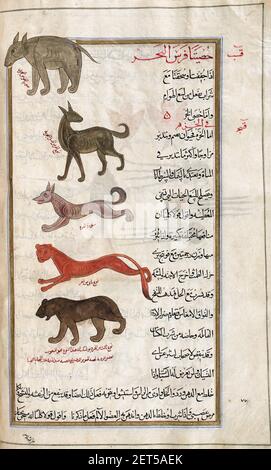 Identificato nel libro come, DALL'ALTO: Hippopotamus. Ippopotamo anfibio. Una pecora di mare. Tre varietà di cane di mare. Dopo un'illustrazione di Mirza Baqir in un libro iraniano del XIX secolo del medico greco e botanico Pedanius Dioscorides del i secolo ad opera De materia Medica. Foto Stock