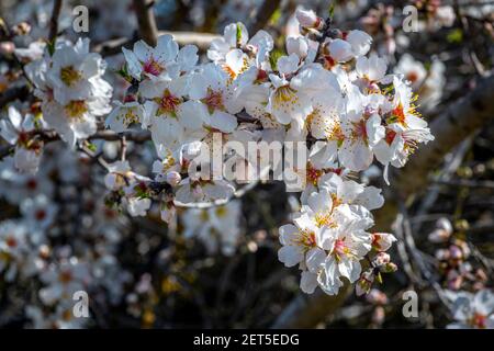 particolare della fioritura della mandorla selvatica. Foto Stock