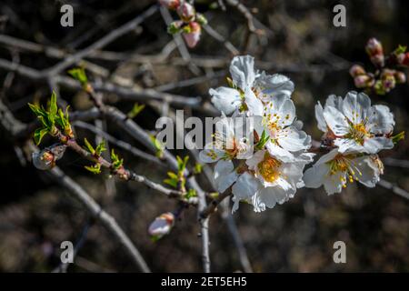 particolare della fioritura della mandorla selvatica. Foto Stock