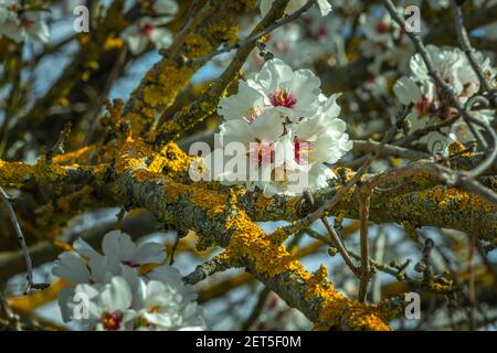 particolare della fioritura della mandorla selvatica. Foto Stock