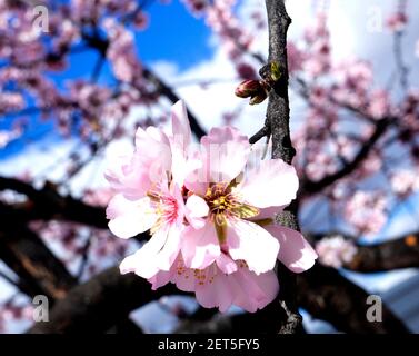 Fiori di mandorle in piena fioritura sullo sfondo del cielo blu. Primavera Foto. Foto Stock
