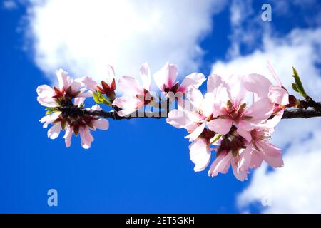 Fiori rosa in piena fioritura su sfondo di cielo blu. Primavera Foto. Foto Stock