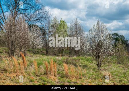 Un campo aperto di erbe alte e fioritura bianca brillante alberi alcuni con nuovo fogliame in primavera precoce su un giornata di sole con le nuvole Foto Stock