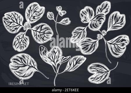 Insieme vettoriale di iresina gesso disegnata a mano Illustrazione Vettoriale