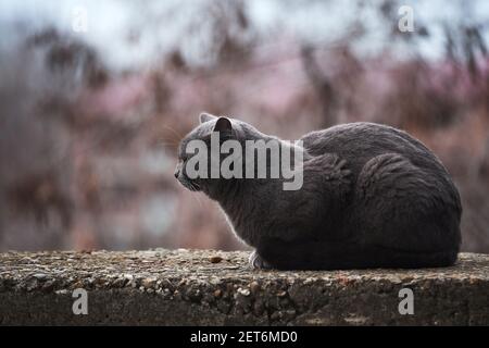 Bel gatto grigio simile alla razza britannica è seduta sulla strada da sola. L'animale abbandonato passa solo tempo in natura ed è triste. Foto Stock