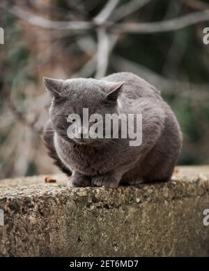 Bel gatto grigio simile alla razza britannica è seduta sulla strada da sola. L'animale abbandonato passa solo tempo in natura ed è triste. Ritratto di gatto con Foto Stock