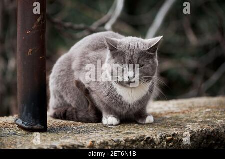 Bel gatto grigio simile alla razza britannica è seduta sulla strada da sola. L'animale abbandonato passa solo tempo in natura ed è triste. Foto Stock