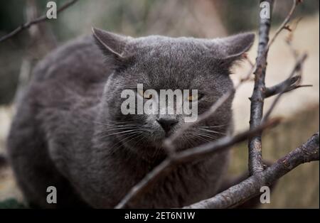 Bel gatto grigio simile alla razza britannica è seduta sulla strada da sola. L'animale abbandonato passa solo tempo in natura ed è triste. Ritratto di gatto con Foto Stock