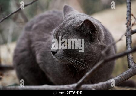 Bel gatto grigio simile alla razza britannica è seduta sulla strada da sola. L'animale abbandonato passa solo tempo in natura ed è triste. Ritratto di gatto con Foto Stock