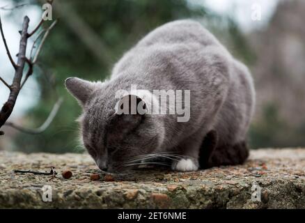 Bel gatto di strada grigio e bianco ha trovato cibo secco e mangia con piacere. Il gatto soluto cast sopravvive in condizioni difficili. Foto Stock