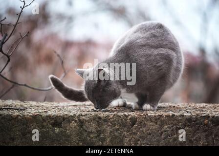 Bel gatto grigio simile alla razza britannica è seduta sulla strada da sola. L'animale abbandonato passa solo tempo in natura ed è triste. Foto Stock