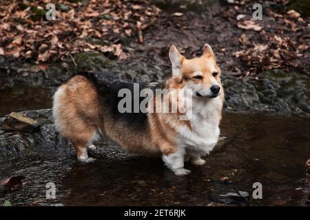 La razza inglese del cane Shepherd è la più piccola al mondo. I funghi gallesi si trovano in un fiume con le zampe e godono la vita. Ritratto di affascinante Pembroke tricolore in Foto Stock