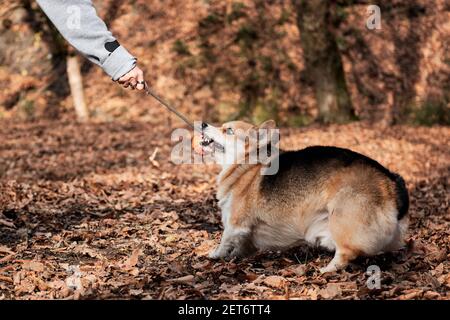 Gallese corgi Pembroke pallina in mani di umani e sorrisi. Corgi tricolore di charme gioca la palla in corda con il suo proprietario. Cane da pastore britannico. Foto Stock