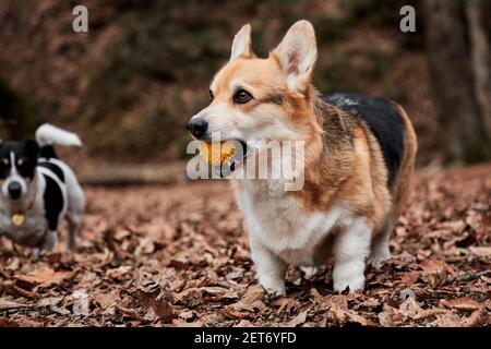 Pembroke tricolore Corgi gallese cammina nei boschi in giallo foglie secche autunno e nibbles su giallo gomma cane palla. Piccolo cane pastore inglese di charme w Foto Stock