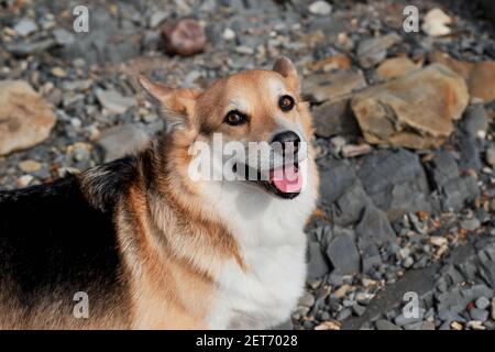 Gallese Corgi Pembroke tricolore sulla spiaggia, primo piano ritratto. Pastore britannico piccolo affascinante zampe. Razza popolare di cane è i corgi. Foto Stock