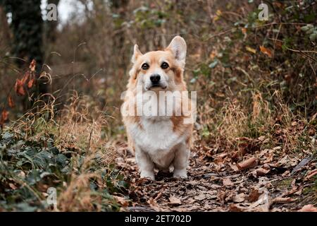 Gallese corgi Pembroke tricolore si trova nella foresta d'autunno e guarda con attenzione avanti con Grimace. Affascinante piccolo pastore britannico razza popolare cane. Foto Stock