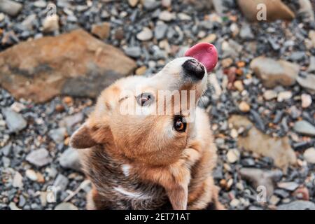 Corgi sulla spiaggia di ciottoli. Affascinante ritratto di Pembroke tricolore gallese corgi da insolita angolo vista dall'alto. Il cane sta godendo la vita e guarda in su con marrone dentro Foto Stock