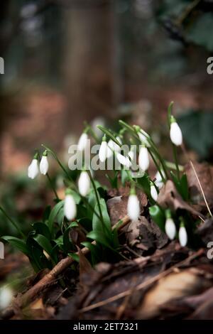 Le gocce di neve bianche crescono nella foresta nella radura. I primi fiori selvatici di primavera mostrarono le loro foglie e petali dopo l'ibernazione. Foto Stock