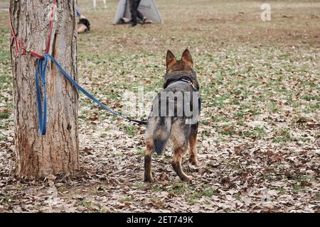 Il cane pastore tedesco grigio di allevamento in funzione è legato all'albero e attende il suo turno alla sessione di addestramento di servizio protettivo. Bel maschio adulto s Foto Stock