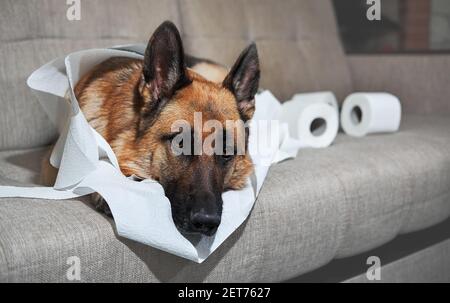 German Shepherd è sdraiato su un divano grigio avvolto in carta igienica. Il cane si è viziato poco quando lasciato da solo a casa e ha mangiato diversi rotoli di carta igienica. Car Foto Stock