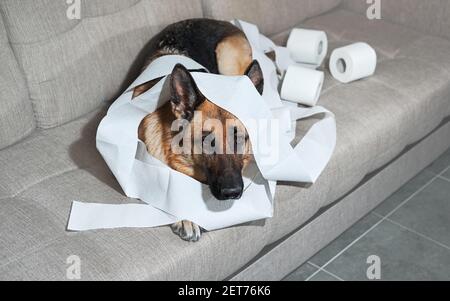 German Shepherd è sdraiato su un divano grigio avvolto in carta igienica. Il cane si è viziato poco quando lasciato da solo a casa e ha mangiato diversi rotoli di carta igienica. Car Foto Stock