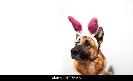 Ritratto del pastore tedesco nero e rosso su sfondo bianco con orecchie di coniglio rosa. Cane in costume coniglietto di Pasqua e molto spazio per testo e adver Foto Stock