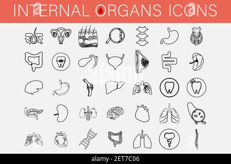 Insieme di icone di organi interni e parti di uomo. Illustrazione Vettoriale
