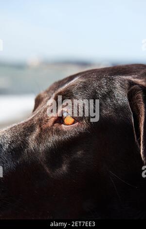 Ritratto di marrone capelli lisci cane da caccia primo piano. Occhi ambra luminosi Kurzhaar guardando in lontananza. Foto Stock