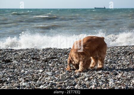 Inglese Cocker Spaniel passeggiate sulla spiaggia e respirare in aria fresca. Caccia fluffy razza di cani con grandi orecchie affoganti. Foto Stock