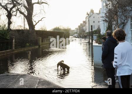 Londra, Regno Unito. 01 Marzo 2021. High Tide copre Upper Mall, Hammersmith. Le maree eccezionalmente alte sul Tamigi oggi hanno coperto la strada a Upper Mall, Hammersmith. Adulti, bambini, piccoli cani e ciclisti si divertono in acqua. Credit: Peter Hogan/Alamy Live News Foto Stock