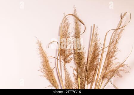Composizione minima per le vacanze floreali. Pampas erba fiori secchi su sfondo rosa. Vista dall'alto in piano. Spazio di copia. Foto Stock