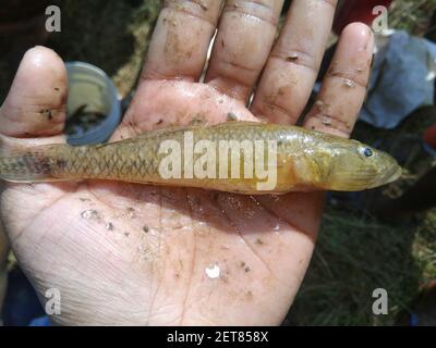 gobio glossogobius girius goby pescato dalla rete da allevamento ittico stagno Foto Stock