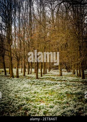 Snowdrop Woods a Welford Park, Berkshire, con un tappeto fresco di bianche nevicate in primavera. Foto Stock