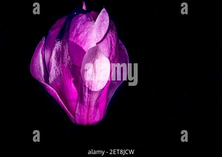 Grande fiore di magnolia sull'acqua scura. Macro artistica primo piano. Eleganti petali bagnati che si illuminano e si modellano nell'acqua. Foto di alta qualità Foto Stock