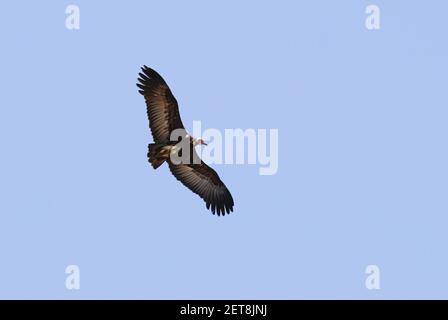 Avvoltoio con cappuccio (Necrosyrtes monachus) adulto in volo Etiopia Aprile Foto Stock