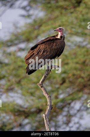 Avvoltoio con cappuccio (Necrosyrtes monachus) adulto appollaiato su albero morto Awash NP, Etiopia Aprile Foto Stock