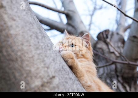 Grande luffy ginger gatto primo piano giocare su un albero. Foto Stock